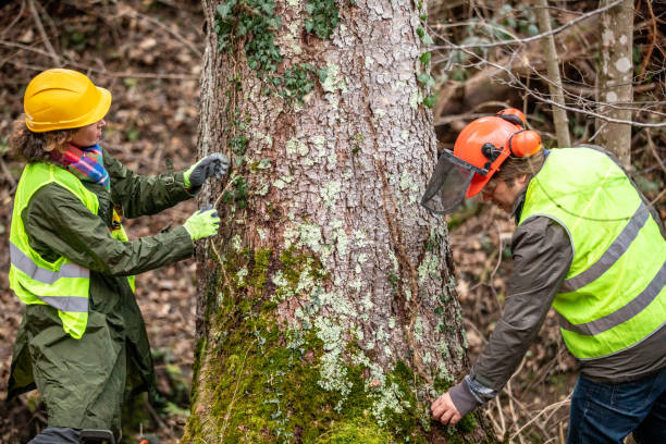 How Our Tree Care Process Works  in  Callender, CA